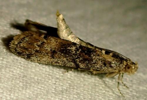 Ancylosis oblitella